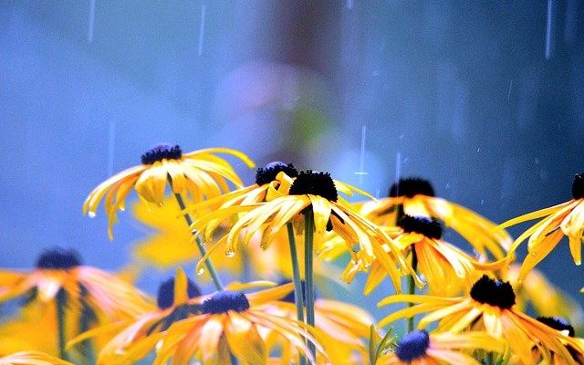 吉祥寺で 雨の日 に遊ぶ おすすめスポット6選 吉祥寺時間