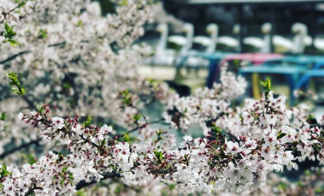 四季を彩る 井の頭公園 の様々な花々