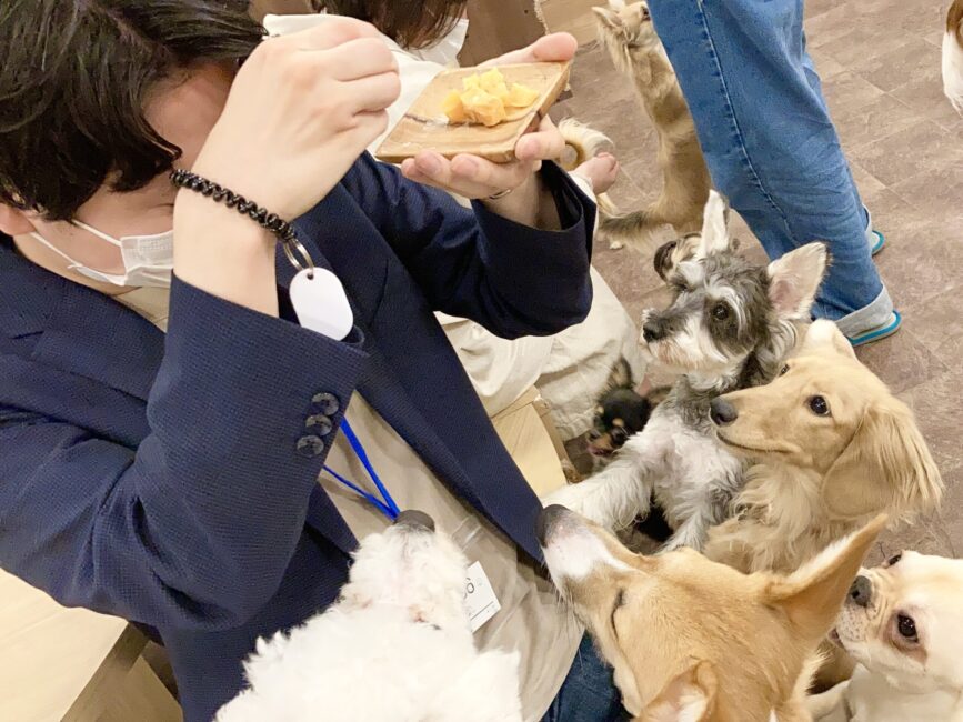 puppy cafe Rio 吉祥寺店で子犬に見つめられる姿